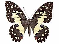Papilio demoleus malayanus ♀ Up.