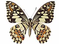 Papilio demoleus malayanus ♀ Un.
