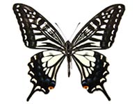 Papilio xuthus ♂ Up.