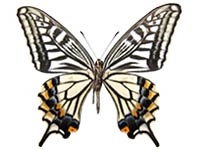 Papilio xuthus ♂ Un.
