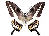 Papilio demolion demolion ♂ Un.