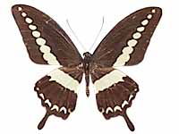 Papilio demolion demolion ♂ Up.