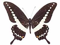 Papilio demolion demolion ♂ Up.