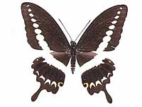 Papilio demolion demolion ♀ Up.
