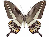 Papilio demolion demolion ♀ Un.