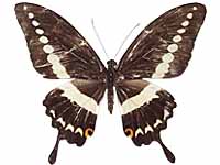 Papilio demolion demolion ♀ Up.