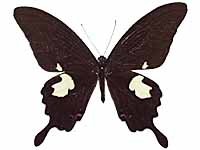 Papilio noblei ♂ Up.