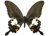 Papilio noblei ♂ Un.