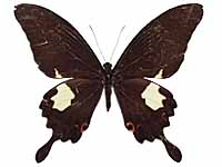 Papilio noblei ♀ Up.
