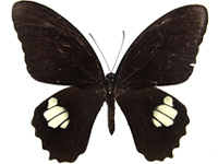 Papilio castor dioscurus ♂ Up.