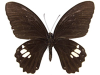 Papilio castor dioscurus ♂ Un.