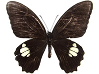 Papilio castor dioscurus ♂ Up.
