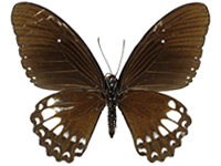 Papilio castor kanlanpanus ♂ Un.