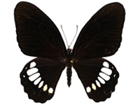 Papilio castor kanlanpanus ♂ Up.