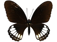 Papilio castor kanlanpanus ♂ Up.