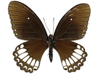 Papilio castor kanlanpanus ♂ Un.