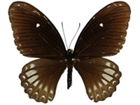 Papilio castor kanlanpanus ♀ Up.