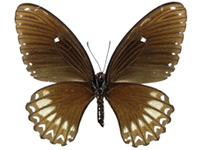 Papilio castor kanlanpanus ♀ Un.