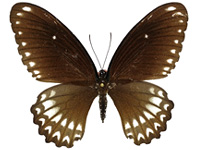 Papilio castor kanlanpanus ♀ Up.
