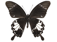 Papilio nephelus annulus ♂ Un.