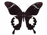 Papilio nephelus sunatus ♂ Up.