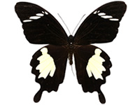 Papilio nephelus sunatus ♂ Up.