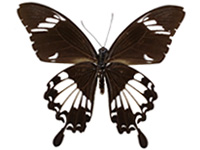 Papilio nephelus sunatus ♂ Un.
