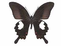 Papilio helenus helenus ♂ Up.