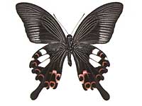 Papilio helenus helenus ♂ Un.
