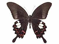 Papilio helenus helenus ♂ Un.