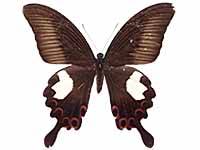 Papilio helenus helenus ♀ Up.