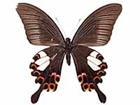 Papilio helenus helenus ♀ Un.
