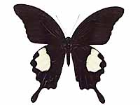 Papilio iswara iswara ♂ Up.