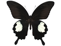 Papilio iswara iswara ♂ Up.