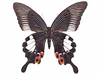 Papilio iswara iswara ♀ Un.