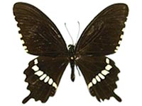 Papilio polytes polytes ♂ Up.