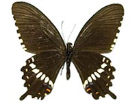 Papilio polytes polytes ♂ Un.