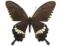 Papilio polytes polytes ♀ Up.