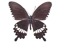 Papilio polytes romulus ♂ Un.
