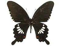 Papilio polytes ssp. ♂ Up.