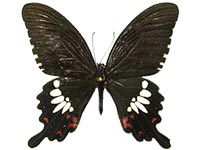Papilio polytes ssp. ♂ Up.