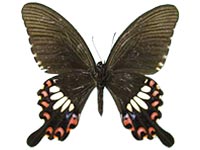 Papilio polytes ssp. ♂ Un.