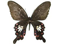Papilio polytes ssp. ♀ Up.