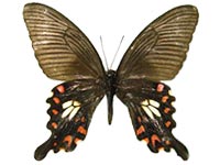 Papilio polytes ssp. ♀ Un.