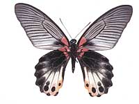 Papilio agenor agenor ♀ Un.