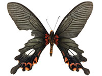 Papilio bootes rubicundus ♂ Un.