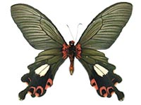 Papilio bootes xamnuensis ♂ Un.