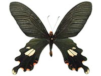 Papilio bootes xamnuensis ♂ Up.