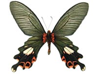 Papilio bootes xamnuensis ♂ Un.
