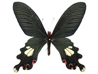 Papilio bootes xamnuensis ♂ Up.
